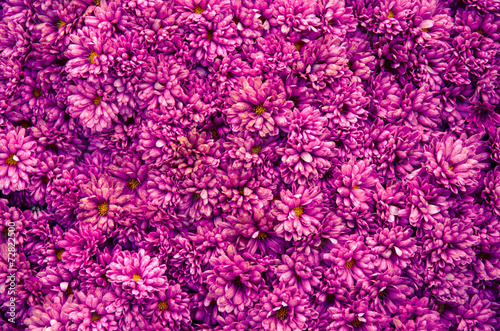 Fototapeta Naklejka Na Ścianę i Meble -  chrysanthemum background