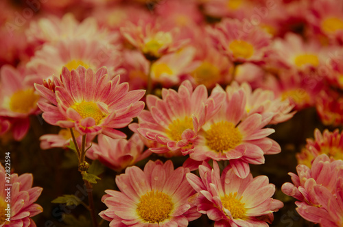 chrysanthemum background