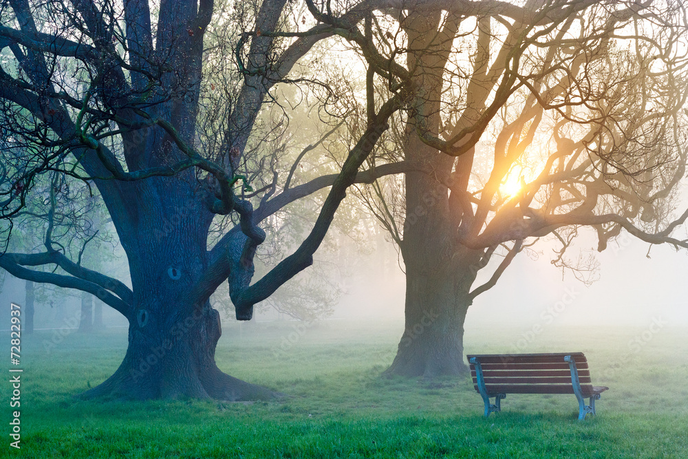 Fototapeta premium tree in fog, Stromovka in Prague, Czech republic