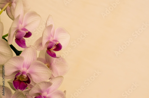 Fototapeta Naklejka Na Ścianę i Meble -  pink orchid