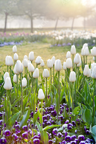 white tulips, Stromovka garden in Prague, Czech republic photo