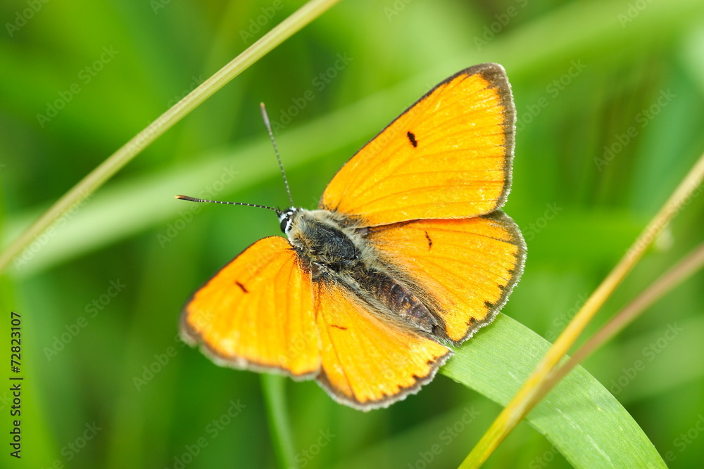 Czerwończyk nieparek - Lycaena dispar