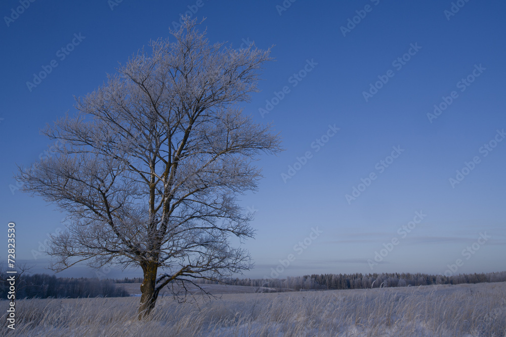 Tree in frost