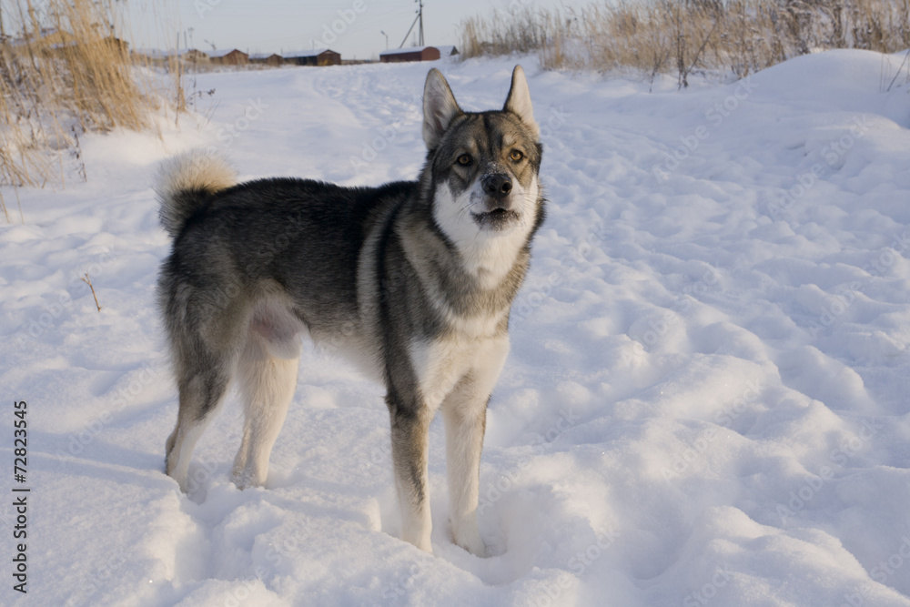 Naklejka premium Dog