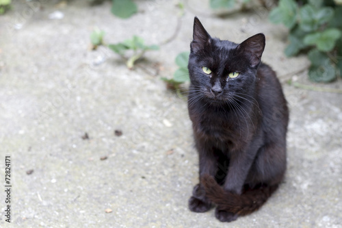 Canvas-taulu black cat standing on the way