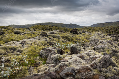 Iceland, moss musk landscape, wild nature