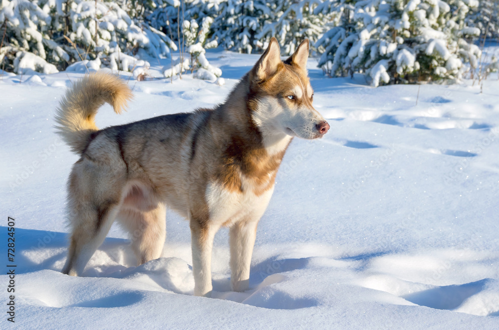 Siberian husky in winter forest