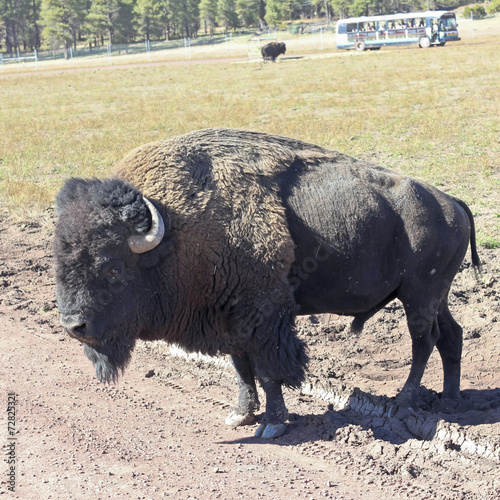 A Bison Bull in a Safari Park