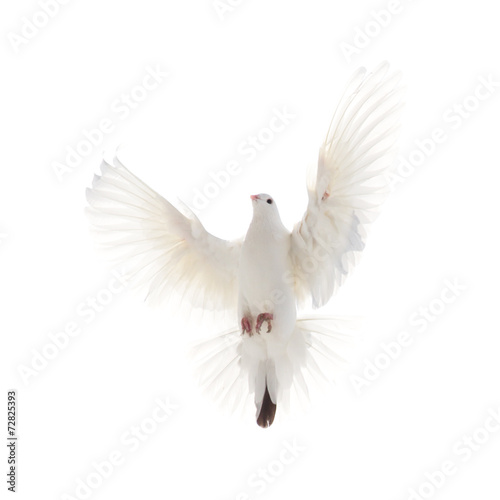 A free flying white dove isolated on a white background © schankz