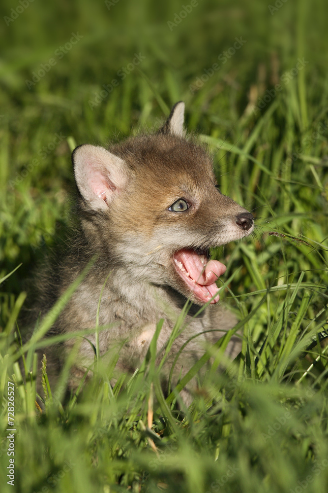 Red fox cub Red fox cub