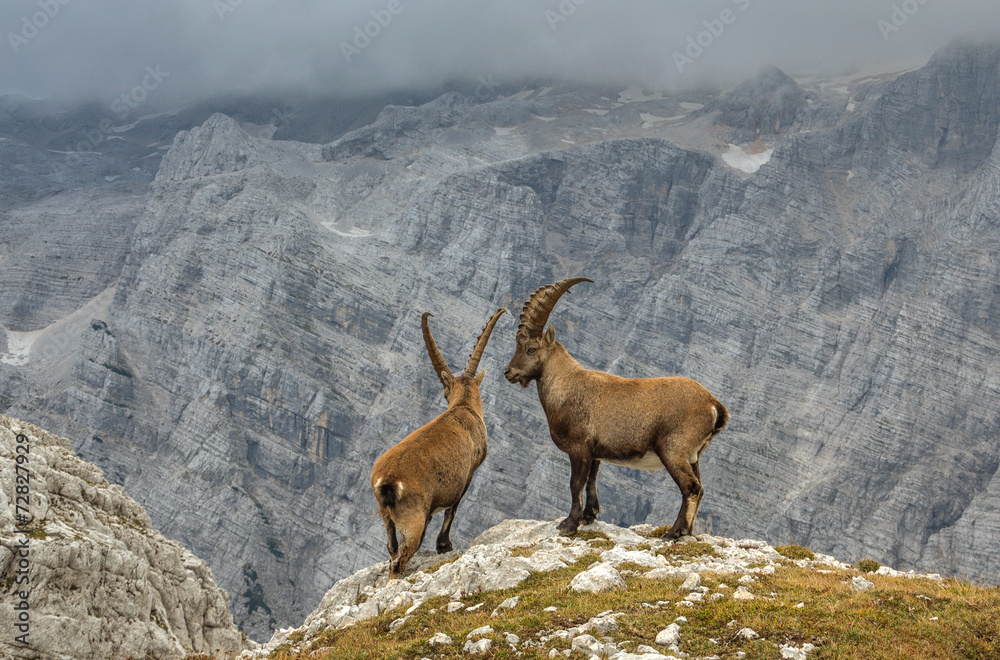 Male Ibexes posing in front of Mount Triglav North Wall Male Ibexes posing in front of Mount Triglav North Wall