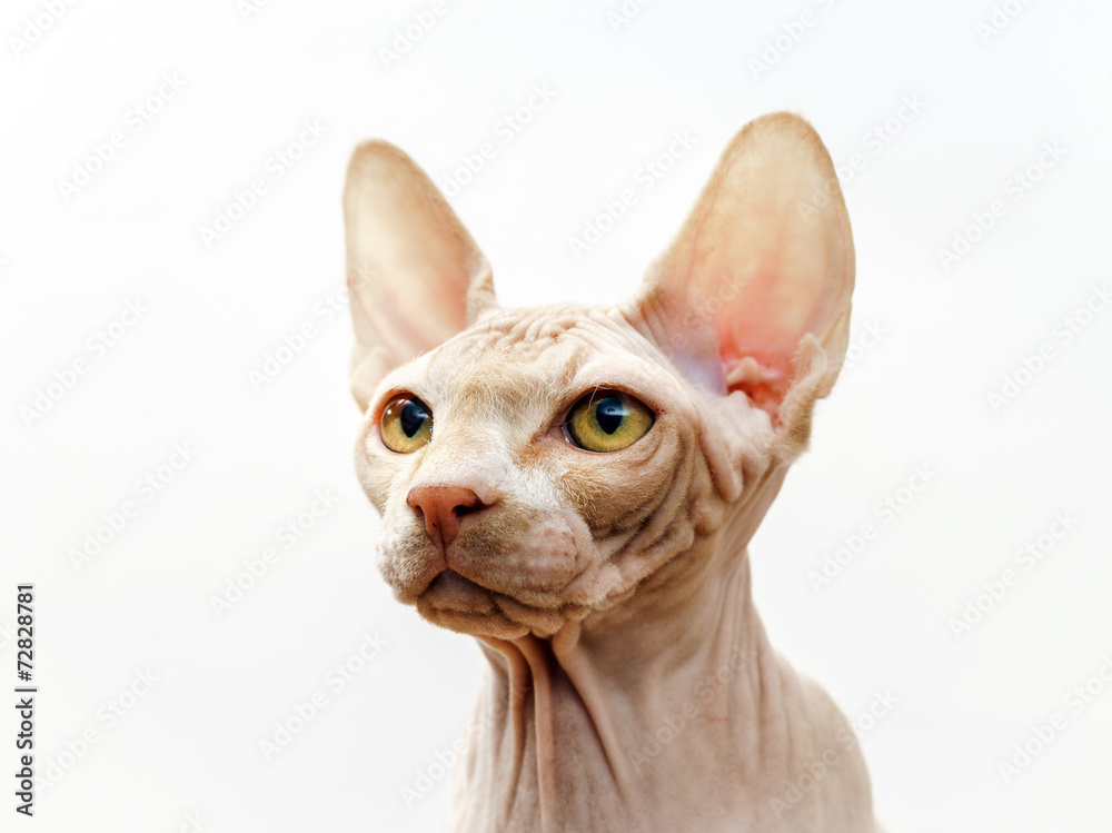 Beautiful pink sphynx cat portrait