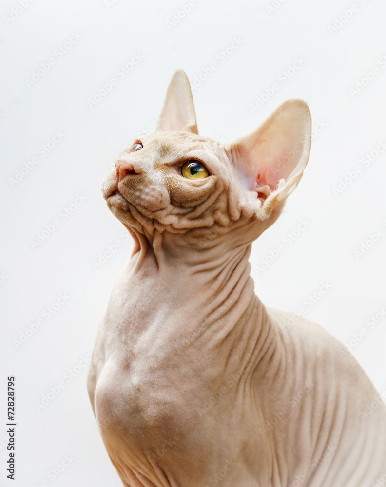Beautiful pink sphynx cat portrait