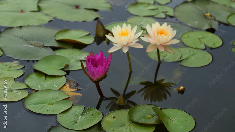 4K Time lapse opening of water lily flower in pond 4K Time lapse opening of water lily flower in pond