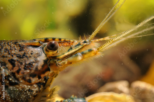 Crayfish head close-up detail