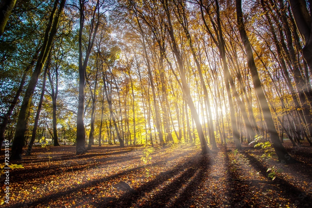 Fototapeta premium Sonnenstrahlen im Herbstwald