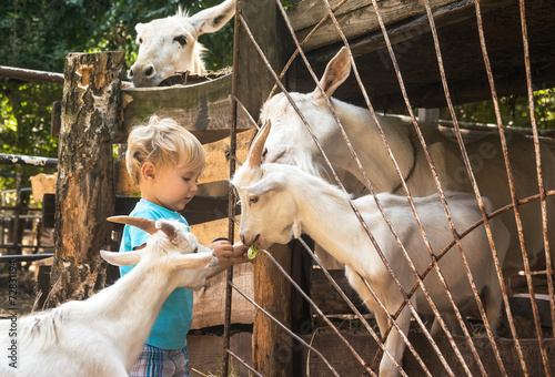 boy in environment of white goats on farm