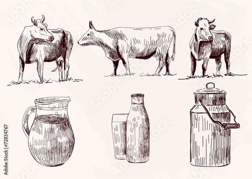 cow, cows, farm animals