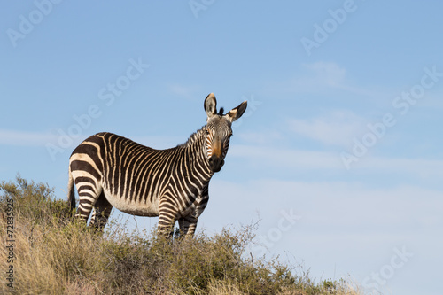 Zebra