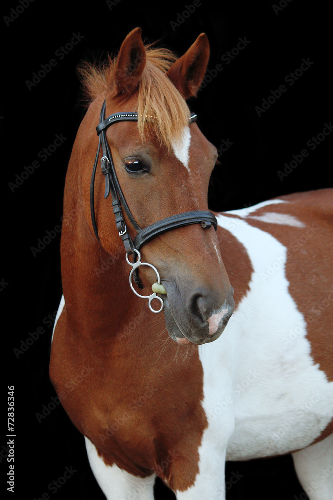 Beautiful skewbald welsh pony portrait