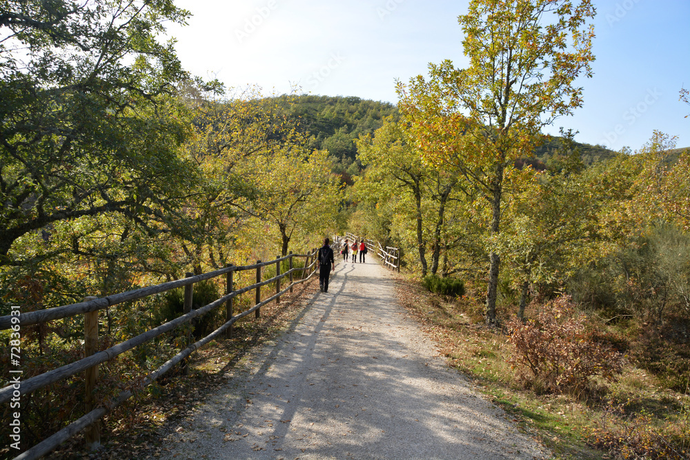 Obraz premium grupo de mujeres de excursion por el campo