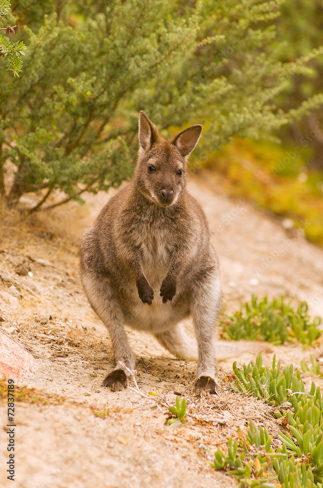 Bennett's Wallaby