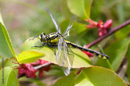 Gomphus vulgatissimus photo