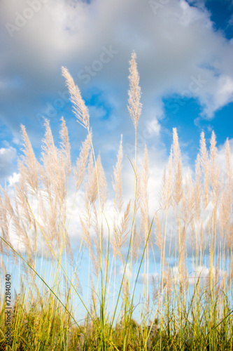 grass flower