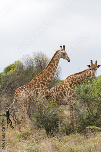 Fototapeta Naklejka Na Ścianę i Meble -  african giraffe in bush