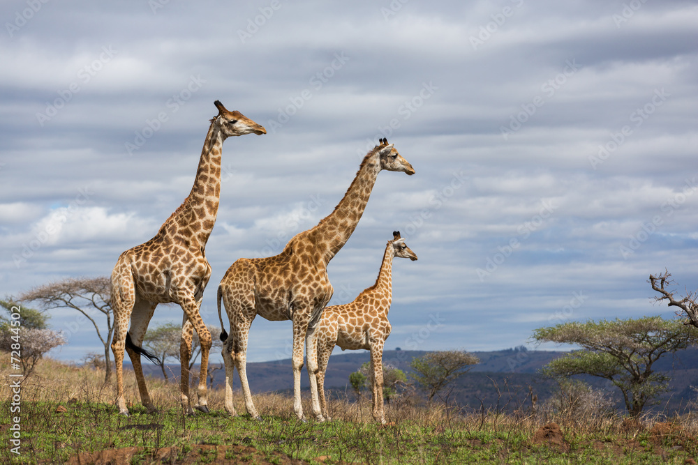 Naklejka premium giraffes in game reserve