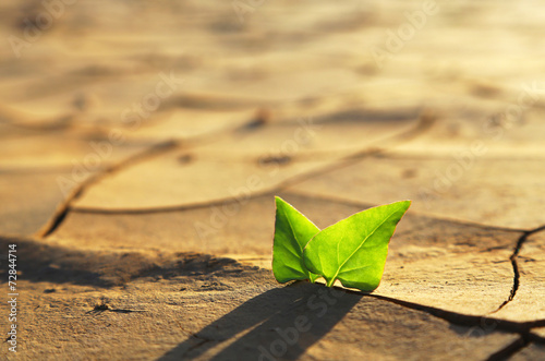 Plant growing through dry cracked soil