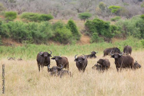 buffalo herd in african bush © michaeljung