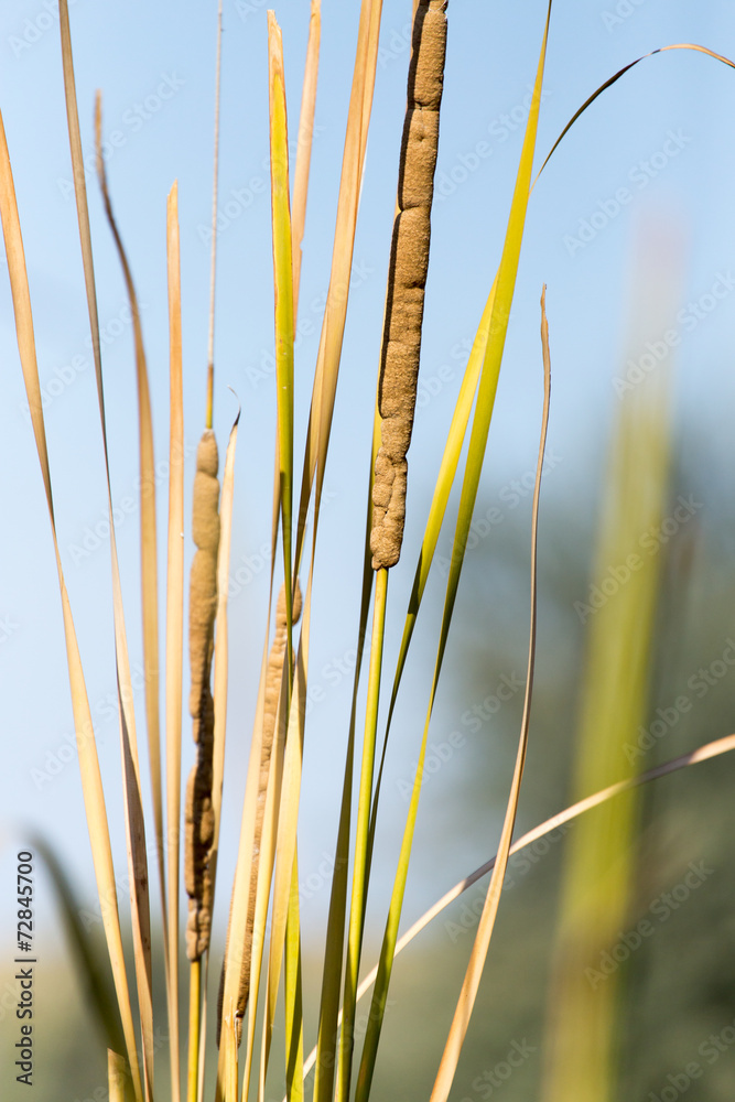 bulrush Outdoors bulrush Outdoors