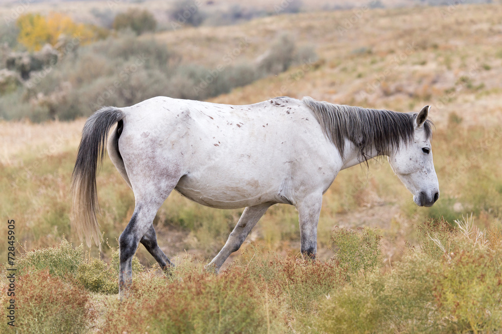 White horse on nature White horse on nature