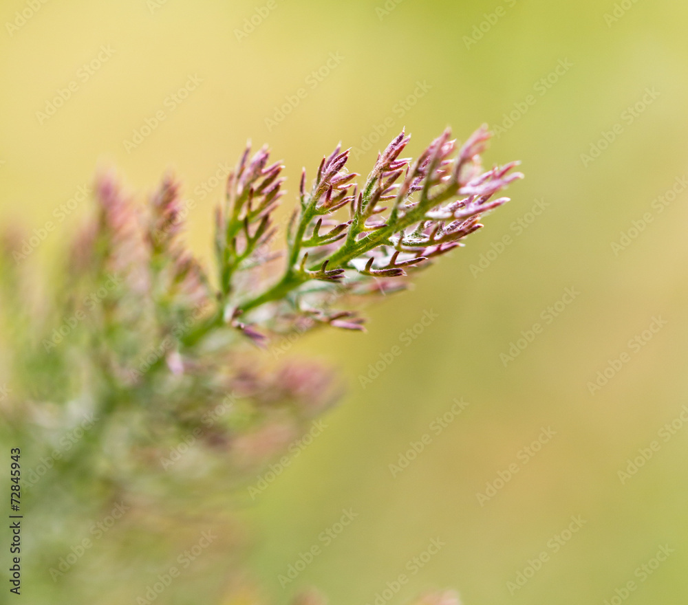 Beautiful branch of a coniferous tree in nature Beautiful branch of a coniferous tree in nature