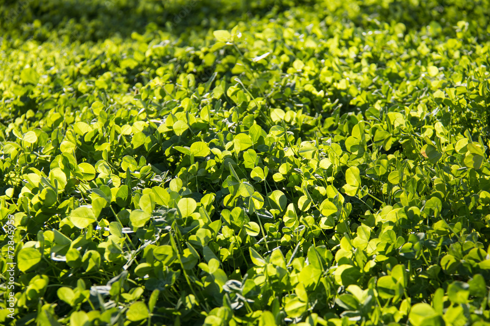 Grass background Grass background