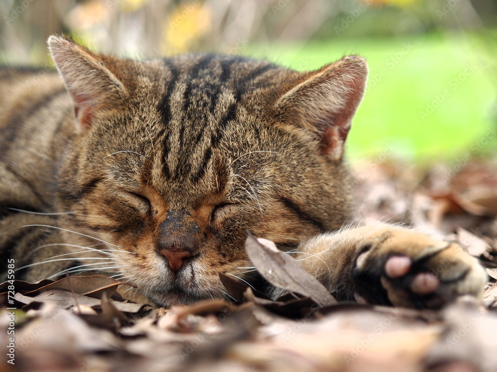 落ち葉のベッドで眠る猫 落ち葉のベッドで眠る猫