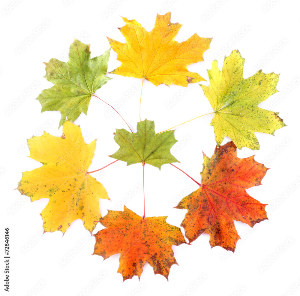 Fototapeta premium Leaves isolated on white