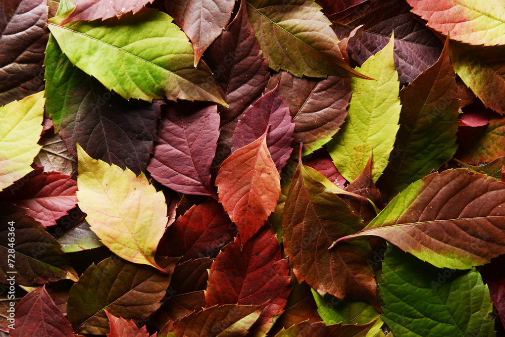 Bright background made of autumn leaves Bright background made of autumn leaves