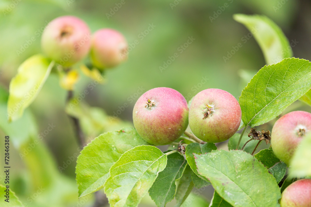 ripe apples on a tree branch ripe apples on a tree branch