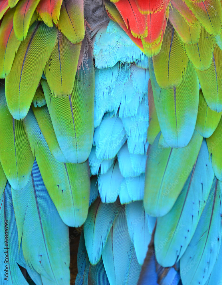 Fototapeta premium Scarlet Macaw feathers