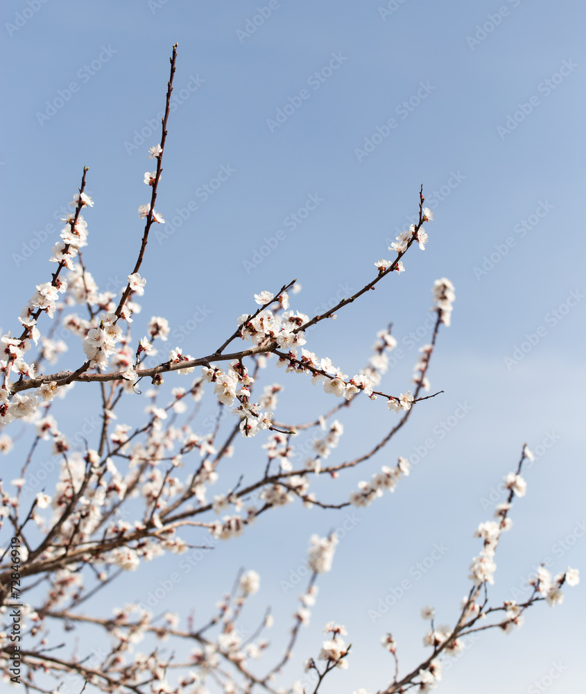 beautiful flowers on the tree in nature beautiful flowers on the tree in nature