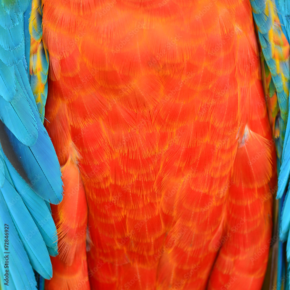 Obraz premium Harlequin Macaw feathers