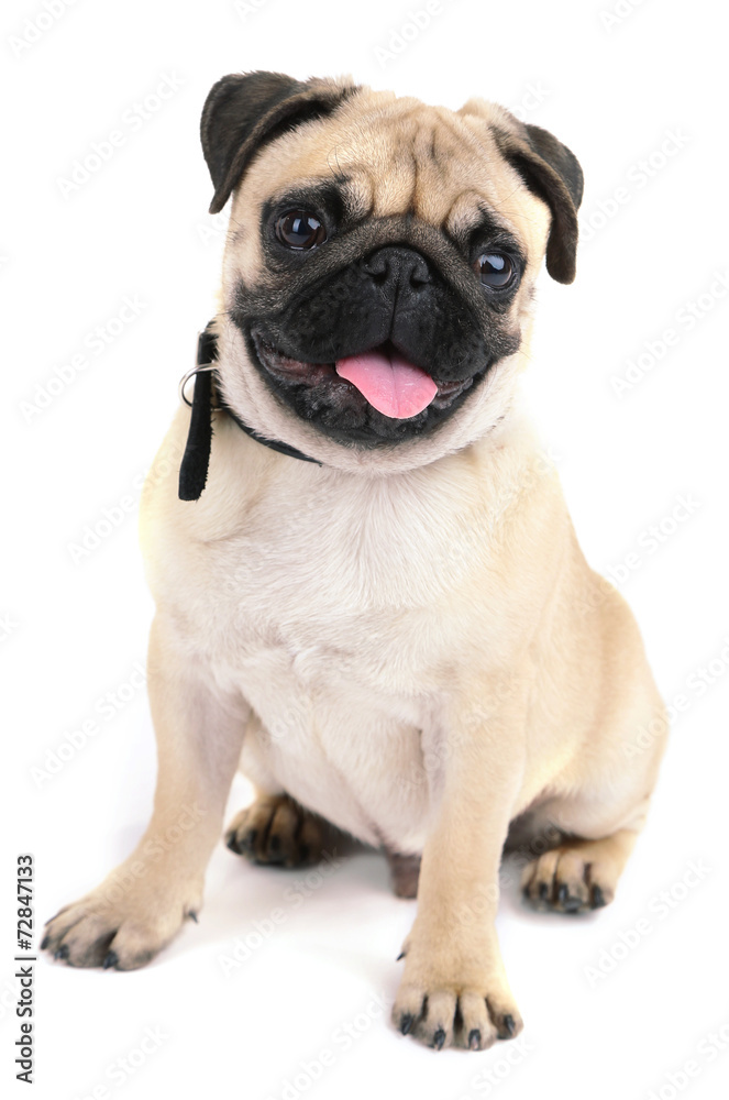 Funny, cute and playful pug dog isolated on white