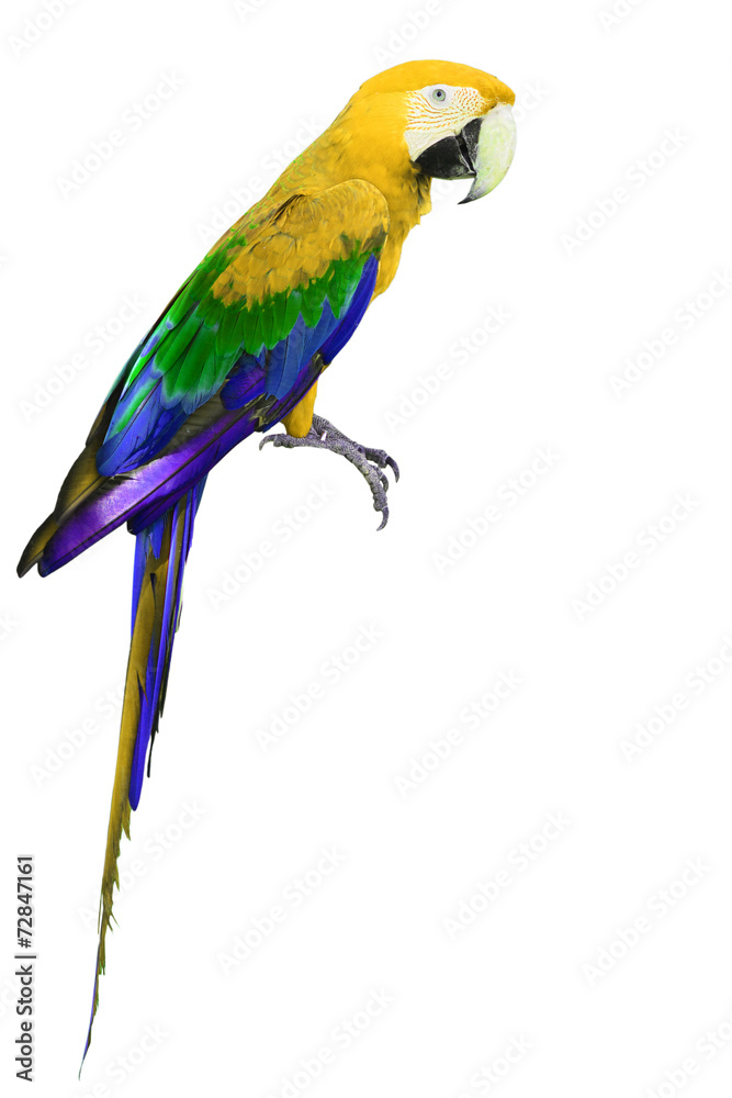 Colorful yellow and green Macaw bird