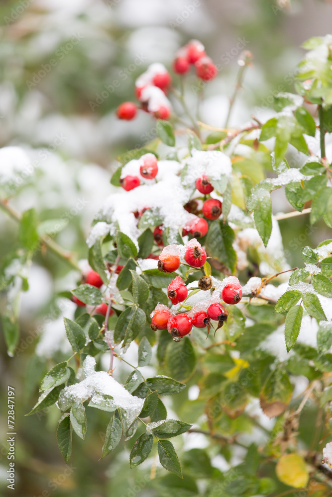 wild rose in the snow wild rose in the snow