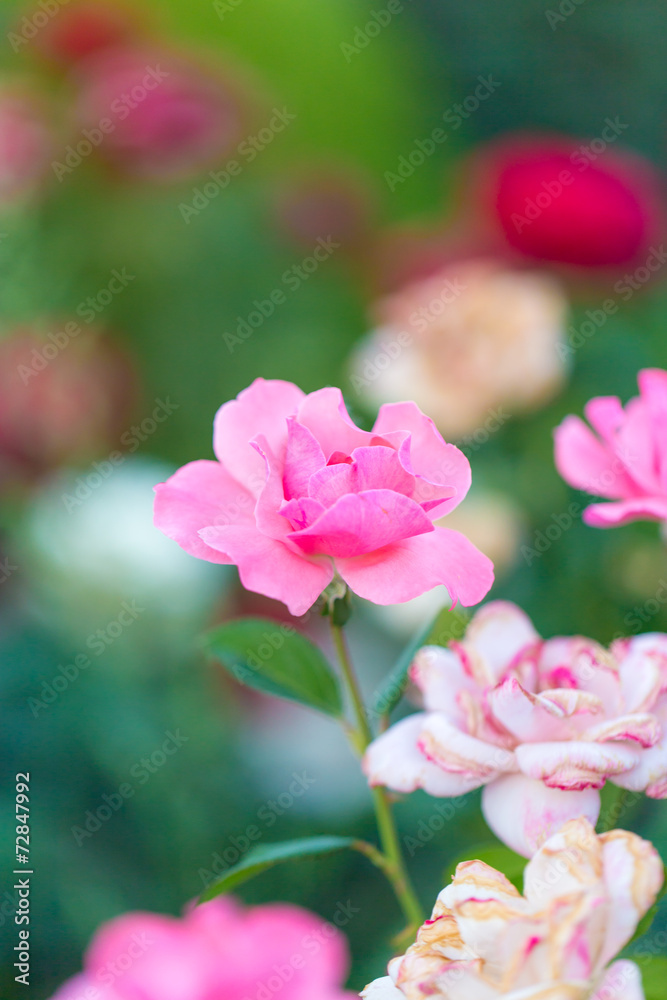 beautiful rose flower in nature