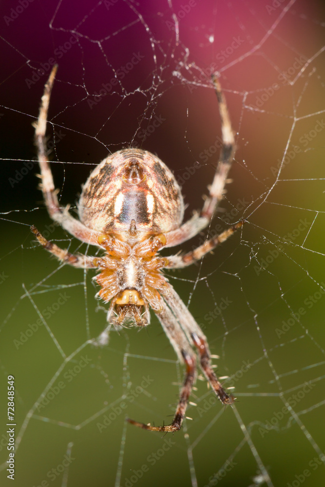 spider. Super Macro spider. Super Macro