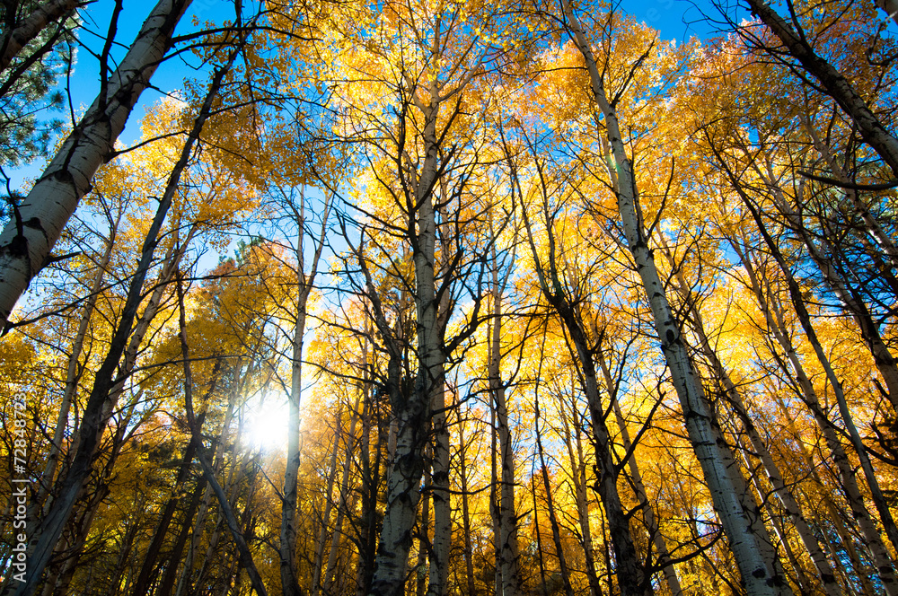 Fototapeta premium autumn aspen trees