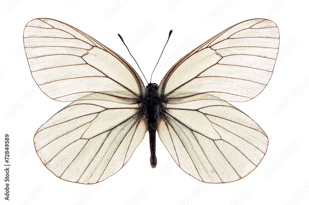 Naklejka premium white butterfly